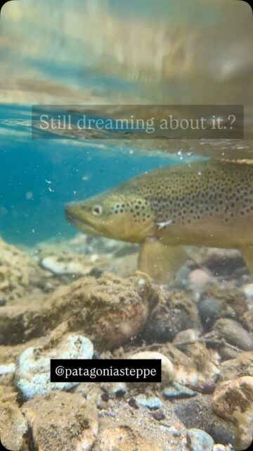 Some rivers stay with you long after you’ve left…(Rivadavia River)
#btowntrout #patagonia #flyfishingpatagonia #troutbum #flyfishingargentina